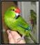 Kakarikibreeder